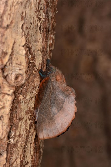 Lappet Moth