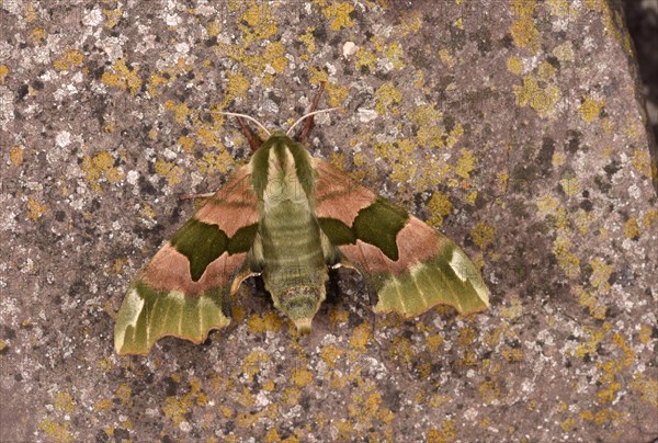 Lime Hawk Moth