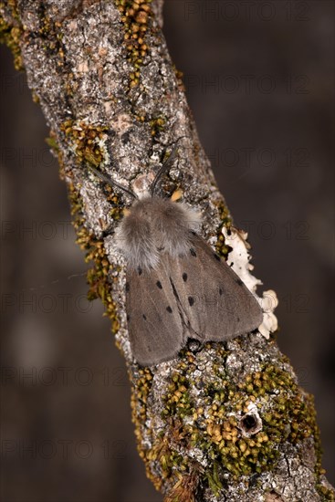 Muslin Moth