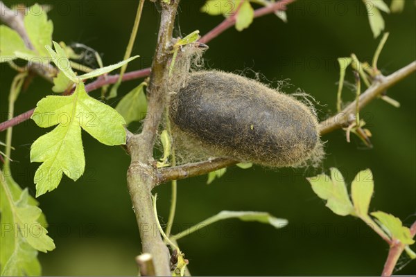 Oak Eggar