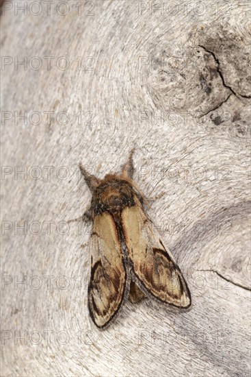 Pebble Prominent Moth