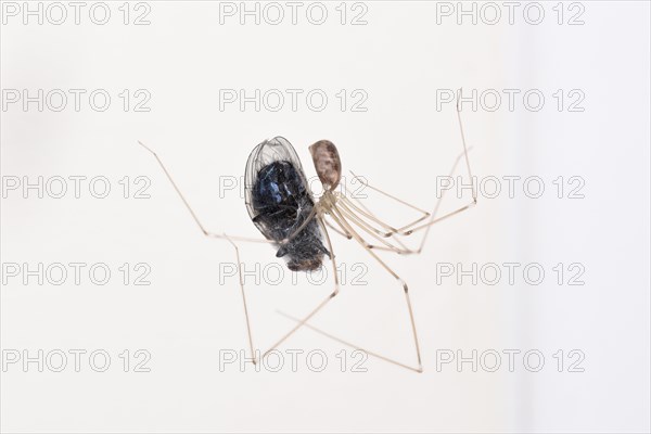 Long-legged Cellar Spider