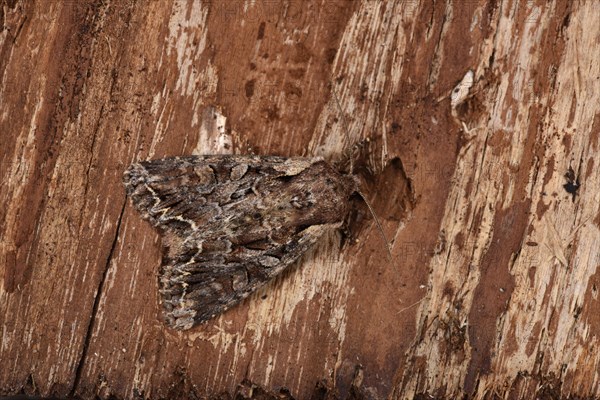 Light Brocade Moth