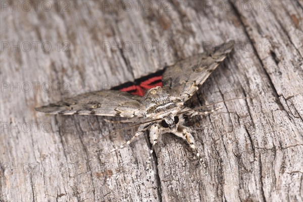 Rosy Underwing Moth