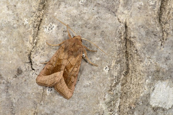 Rosy Rustic Moth