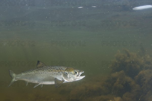 Atlantic salmon