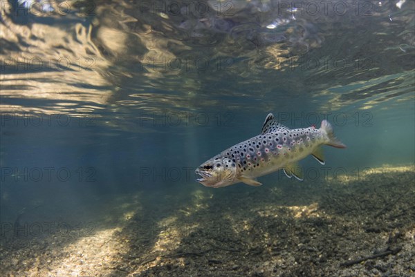 Brown trout