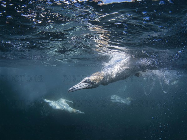 Northern gannet