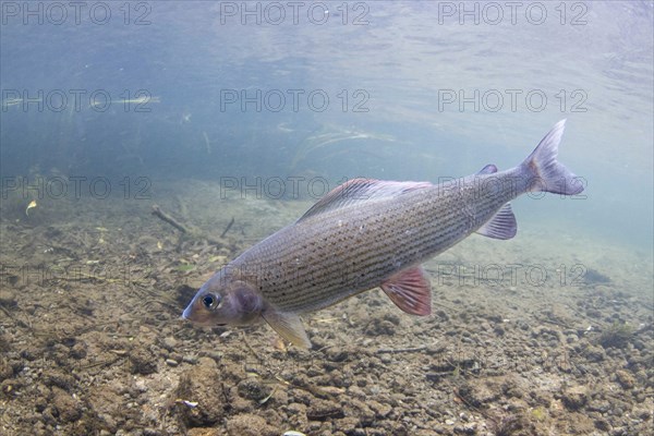 Grayling