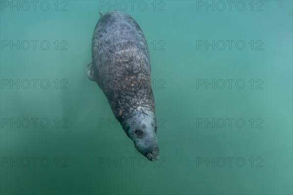 Grey Seal