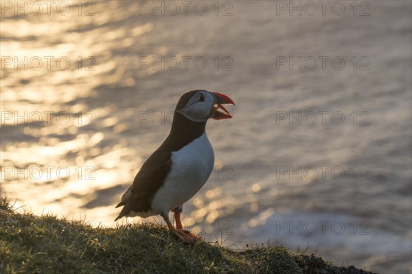 Puffin