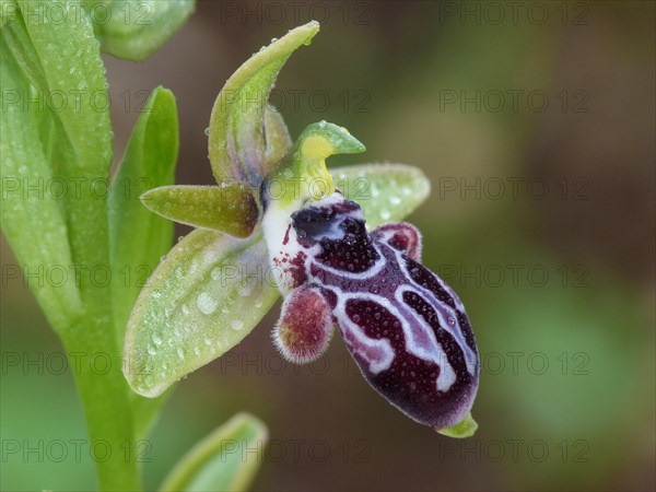 Cyprus Bee Orchid