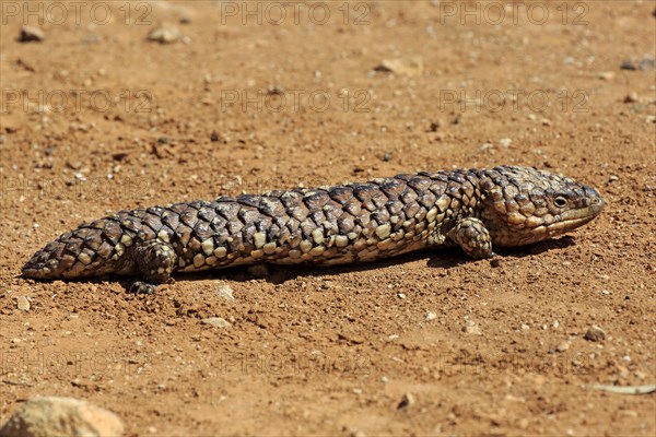 Tiliqua rugosa