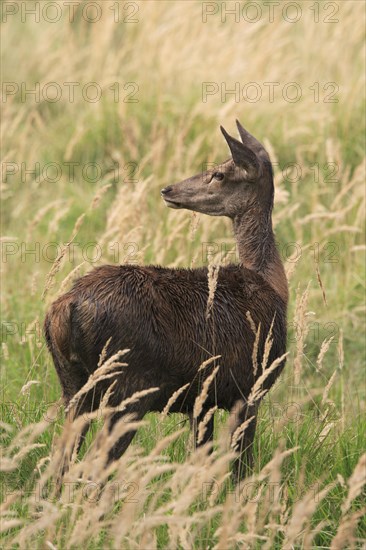 Red Deer