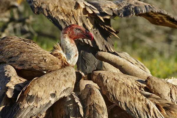 Eurasian Griffon Vulture