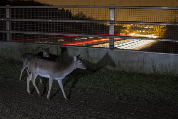 Fallow Deer