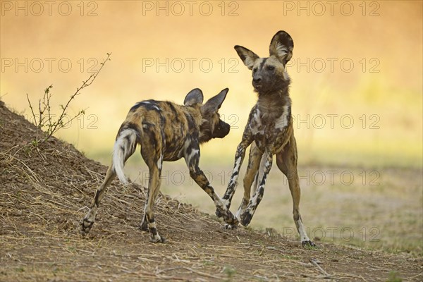 African Wild Dogs