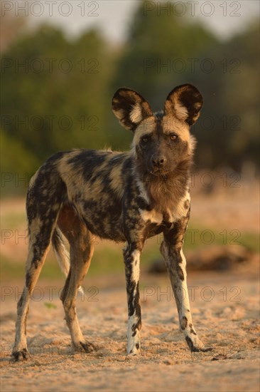 African Wild Dog