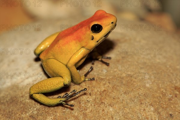 Black-legged Poison Arrow Frog