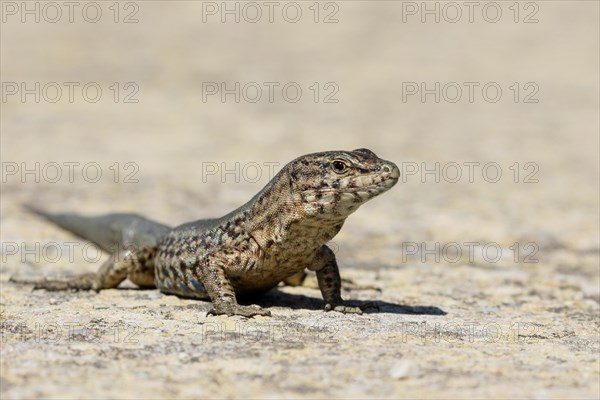 Lilford's Wall Lizard