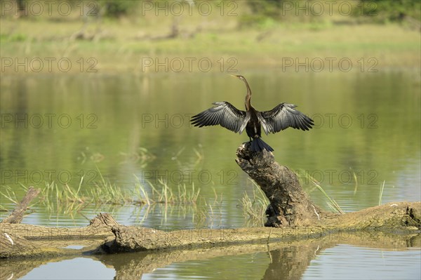 Oriental Darter