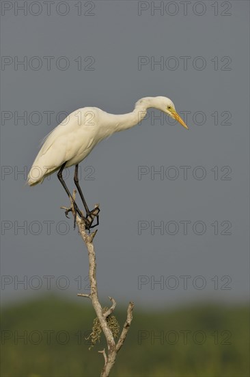 Eastern Great Egret