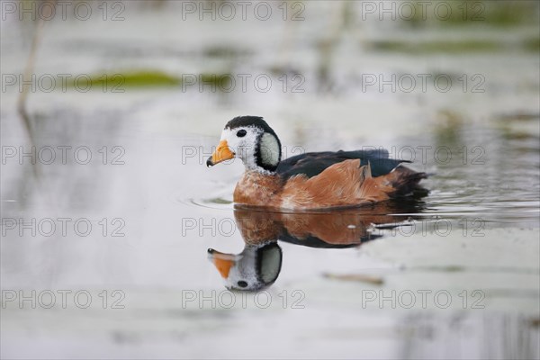 African Pygmy Goose