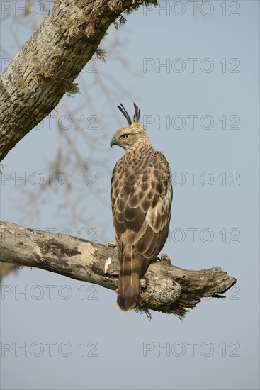 Changeable Hawk-eagle