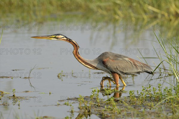 Purple Heron