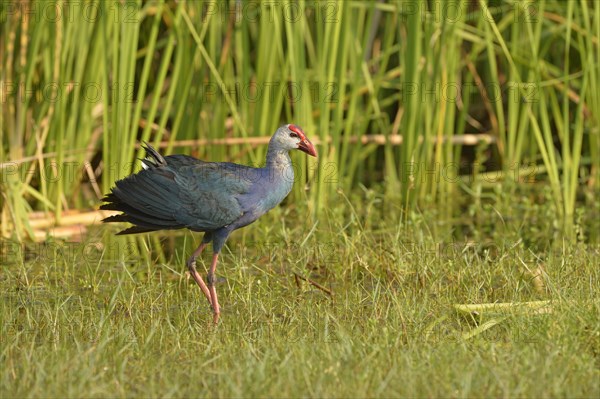 Grey-headed Swamphen