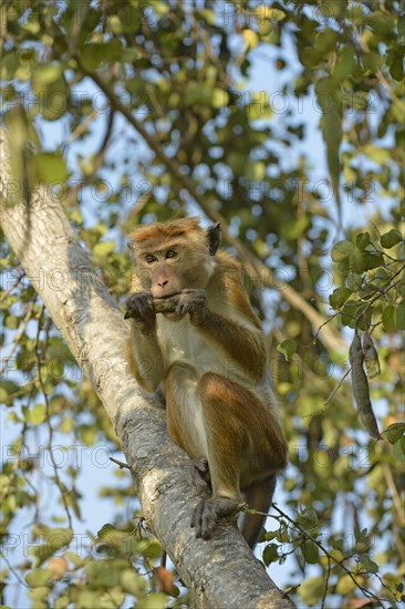 Toque Macaque