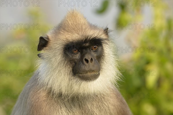 Tufted Grey Langur