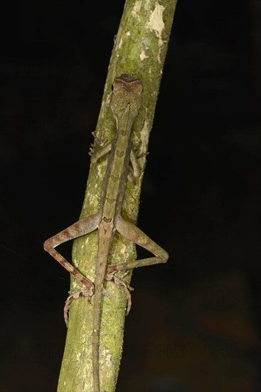 Brown-patched Kangaroo Lizard