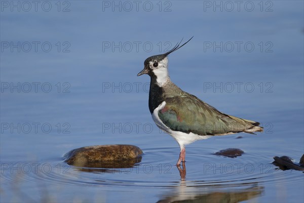 Northern Lapwing