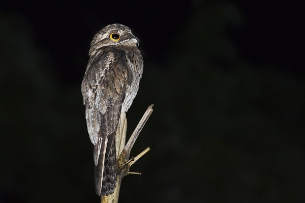 Common Potoo