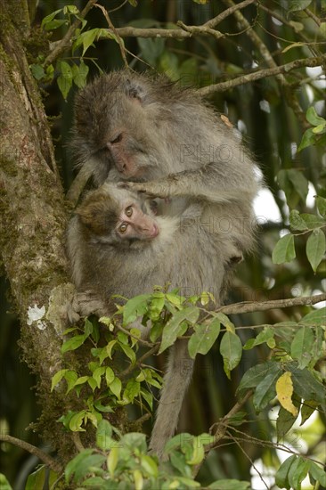 Crab-eating Macaque