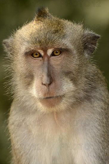 Crab-eating Macaque