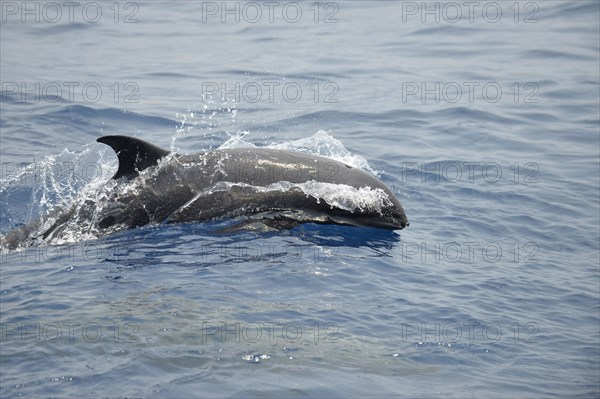 Melon-headed Whale