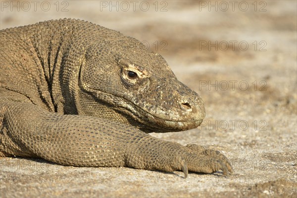 Komodo Dragon