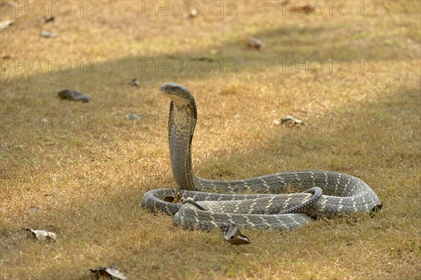 King Cobra