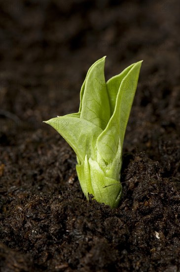 Broad bean