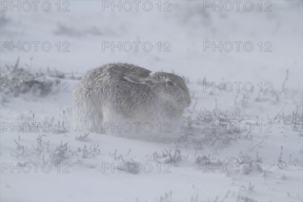 Mountain Hare