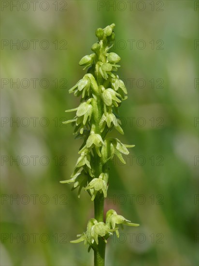 Musk Orchid