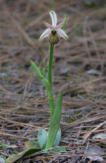 Elagant Orchid