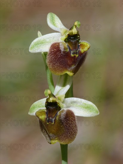 Levant Orchid