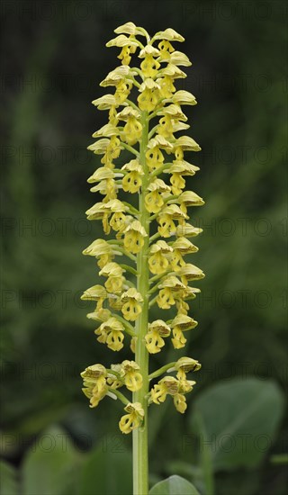 Small Dotted Orchid