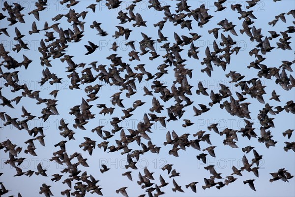 European starlings