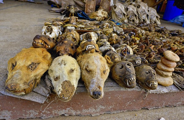 Sale of dead animals and animal heads
