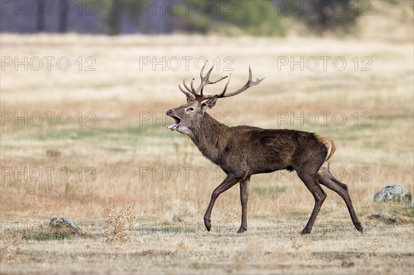 Red deer