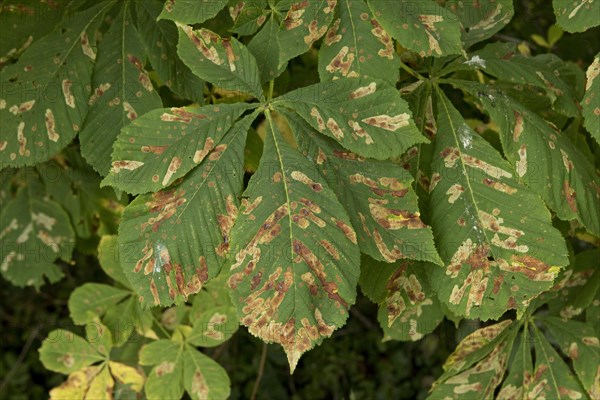 Horse chestnut leaf miner